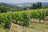 Vineyard on the outskirts of 'Radda in Chianti', a beautiful small town and a famous region known for its chianti wine, in Tuscany. Italy. June.
