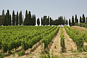 View from country lane of typical Tuscany scene of cypress trees and vineyards, near 'Castellina in Chianti', a famous region known for its chianti wine, in Tuscany. Italy. June.