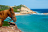 Pferde in Cala Pregonda, Menorca, Balearische Inseln, Spanien
