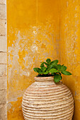 Vase holding a plant against a yellow wall; Chania, Crete, Greece