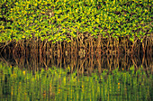 Mangroven spiegeln sich im Wasser an der Black Turtle Cove, Santa Cruz Island, Galapagos Inseln, Ecuador