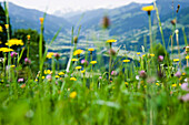 Wild meadows, Kitzbuehel. Tyrol. Austria.