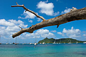 Baumzweig über der Tyrell Bay auf der Insel Carriacou; Grenada, Karibik