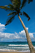 Beach And A Palm Tree At The Petite Anse Hotel; Grenada, Caribbean