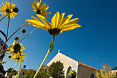 Nahaufnahme von gelben Gänseblümchen aus einem niedrigen Blickwinkel. Brouage; Brouage, Frankreich