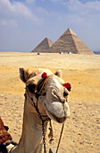 Nahaufnahme eines Kamels, das in die Kamera schaut, mit den Pyramiden im Hintergrund, Gizeh, Ägypten; Gizeh, Ägypten