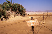 Stacheldrahtzaun mit Minenschild um Palmen, Nabq Protectorate, Near Sharm, Sinai, Ägypten; Nabq Protectorate, Near Sharm, Sinai, Ägypten