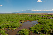 Wet Landscape, Mt Kilimanjaro, Amboseli, Kenya