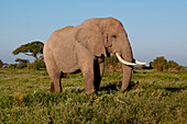 Einsamer Elefantenbulle, Amboseli, Kenia