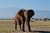 Elephant Herd, Mt Kilimanjaro, Amboseli, Kenya