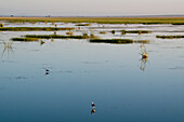 Shallow Lake, Amboseli, Kenya