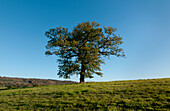 Oak Tree In Autumn Season At Surrey, England, Uk, Europe