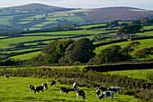 Weidende Rinder in Nord-Exmoor, Devon, Großbritannien