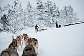 Husky-Schlittentour auf der Polar Speed Husky Farm, Levi, Lappland, Finnland