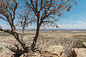 Wachsender Baum in der Landschaft von New Mexico, USA