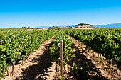 Vineyards In Ysios Winery Designed By Famous Spanish Architect Santiago Calatrava, Laguardia, Basque Country, Spain