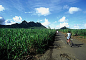 Inselinneres Zuckerrohrfelder, Mauritius.