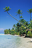 Palm Trees And Beach Aitutaki Lagoon, Cook Islands.
