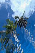 Looking Up At Palm Trees From Underwater In Swimming Pool, Punta Cana, Dominican Republic.