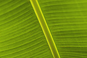 Detail Of Banana Leaf, Blue Mountains, Jamaica.