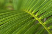 Detail Of Palm Frond, Jamaica.