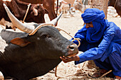 Niger, Sahara Desert, Agadez Region, Tuareg man checking on cow; Agadez