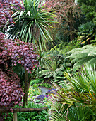 United Kingdom, England, Cornwall, Falmouth, Plants; Trebah Gardens