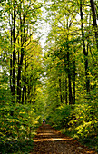 United Kingdom, Path leading through forest; Surrey