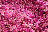 Morocco, Large pile of roses in Kasbah Des Roses; Valley of Roses