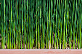 Morocco, Close-up view of grass; Marrakech