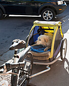 USA, Colorado, Dog bicycle trailer with a Golden Labrador; Aspen