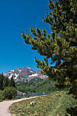 USA, Colorado, Kastanienbraune Glocken; Aspen