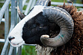 Vereinigtes Königreich, England, Devon, Nahaufnahme von Balwen Welsh Mountain Sheep; Uffculme