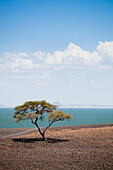 Barren scenery around Loyangalani on Lake Turkana; Kenya