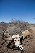 Kenia, Großer Büffelschädel neben dem aufgemalten Schild, das die Gäste zum Joy's Camp leitet; Shaba National Reserve