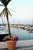 Italy, Marche, Flower pot with palm tree with boats on background; Porto San Giorgio