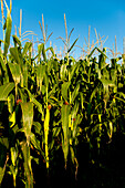 Corn Plantation In Santa Barbara Do Sul, Rio Grande Do Sul, Brazil