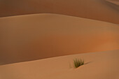 VAE, Abu Dhabi, Detail eines Grasbüschels in einer Sanddüne in der Abenddämmerung; Liwa