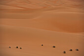 VAE, Abu Dhabi, Grasbüschel zwischen Sanddünen; Liwa