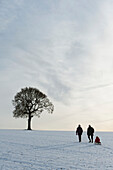 Paar zieht Kind auf Schlitten einen verschneiten Hügel hinauf zu einer einsamen Eiche, Petersfield, Hants, Großbritannien