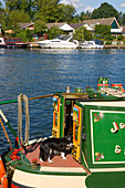 Europe, Uk, England, Walton On Thames Ships Dog On Narrow Boat