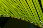 Detail of palm leaf, Thalpe, near Unawatuna, Sri Lanka.