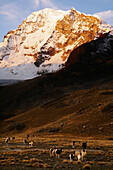 Weidende Lamas mit dem Gipfel des Huayna Potosi hinter Cordillera Real Bolivien