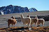 Llamas auf einem Hochplateau in der Cordillera Real Bolivien