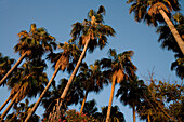 Palm Trees At Sunset; Island Of Lopud, Croatia