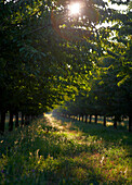 Obstgarten bei Isle-sur-la-Sorge Provence Frankreich