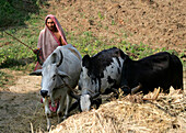Rural Village Madhya Pradesh India