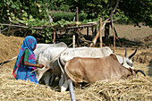 Ländliches Dorf Madhya Pradesh Indien