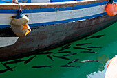 Fisch, Unterstand, Hafen, Tarifa, Andalusien, Spanien