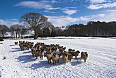 Uk, Wales, Powys, Sheep In Wintery Landscape
